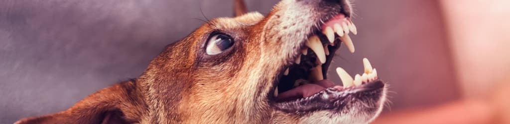 Cleveland Dog Bite Injury Lawyer
